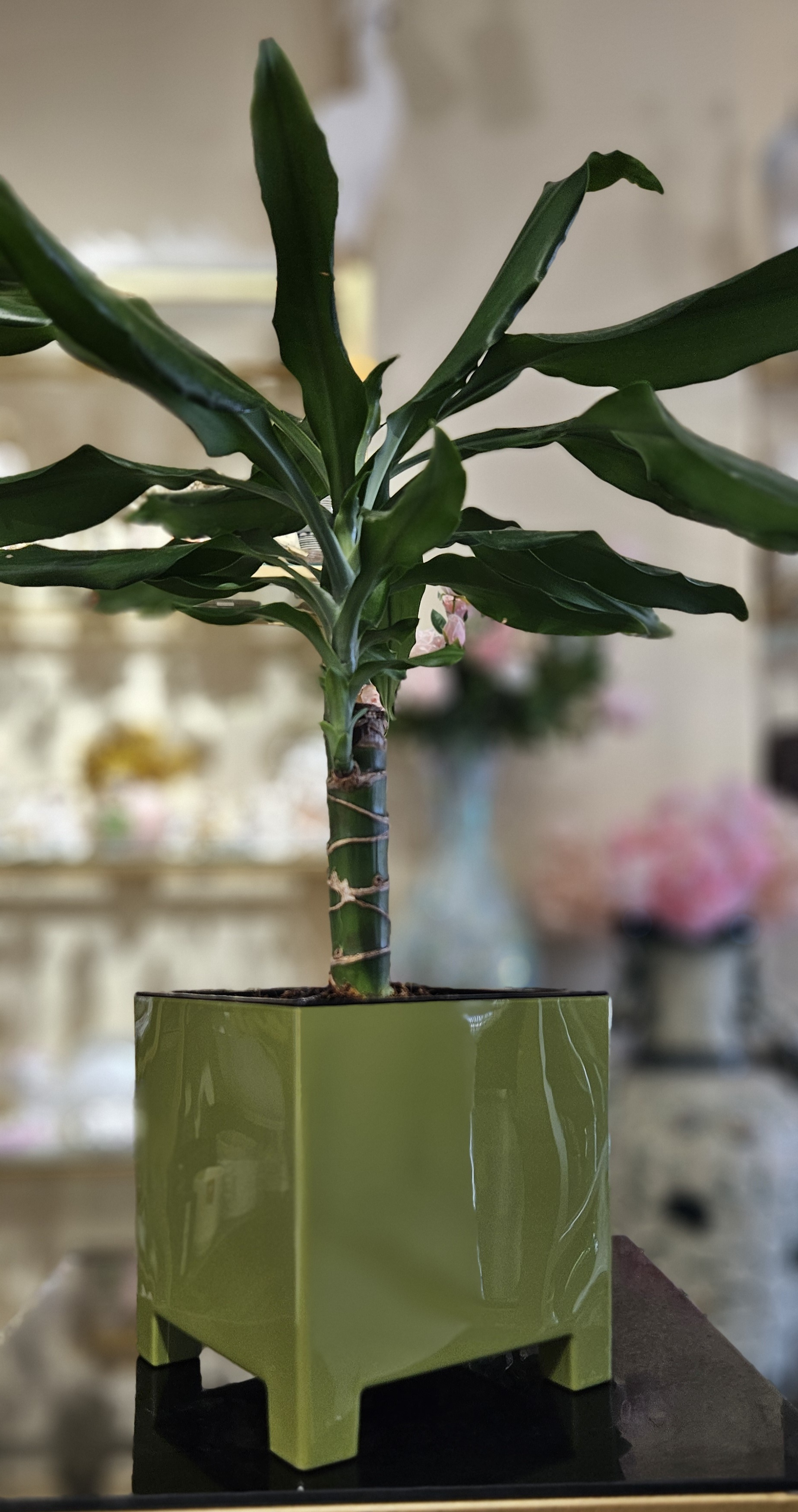 Цветочный горшок ArAs Flowers Нард 999 5,5 л зеленый 1 шт.