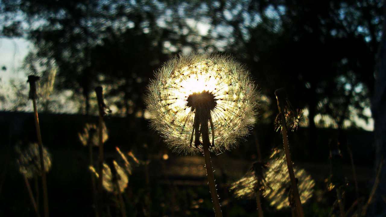 

Картина на холсте 60x110 LinxOne "Природа, пейзаж, натура, флора