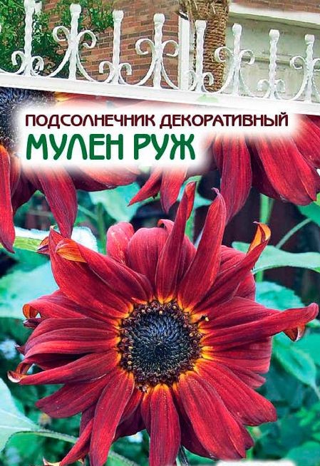 Семена подсолнечник Евросемена Мулен руж 27403 1 уп.