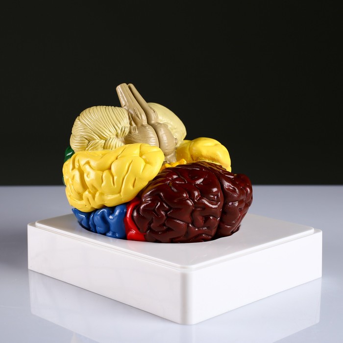 

Макет "Мозг человека" 16*15см
