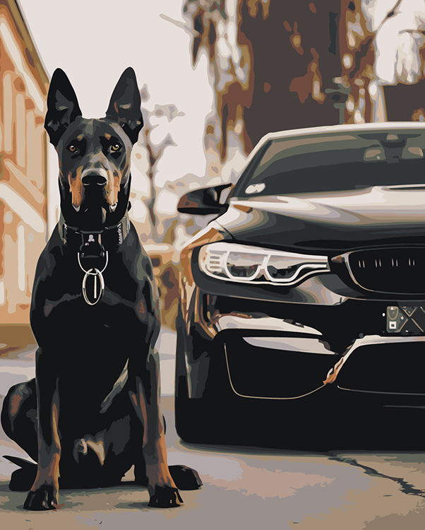Картина по номерам Цветное Машина BMW и собака доберман 40х50
