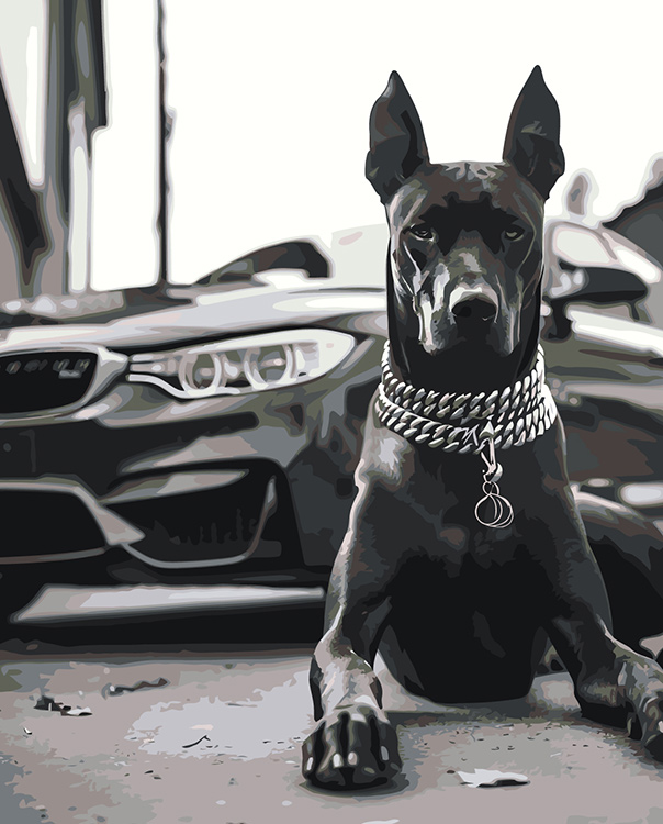 Картина по номерам Цветное Машина BMW и собака доберман чернобелая