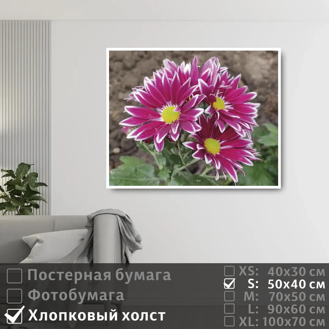 

Постер на холсте ПолиЦентр Летние розовые хризантемы 50х40 см, ЛетниеРозовыеХризантемы