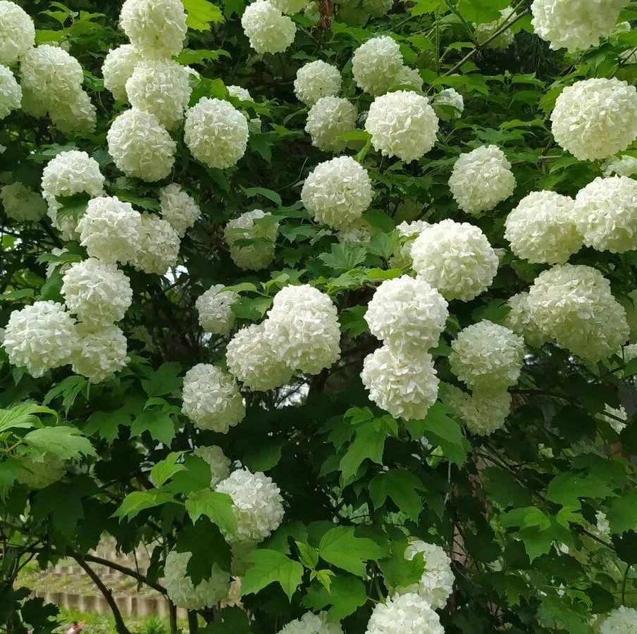 

Калина Бульденеж