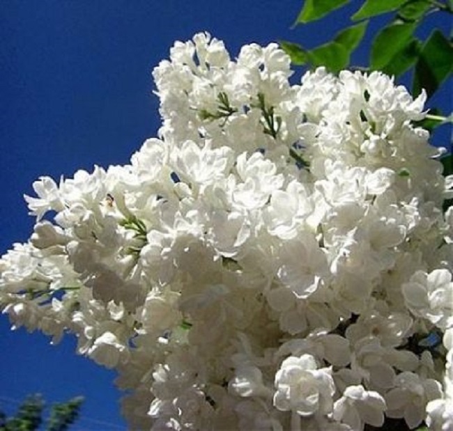 

Сирень Жанна Дарк