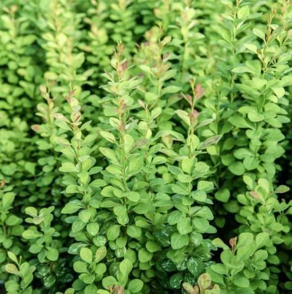 

Барбарис Тунберга Поувов