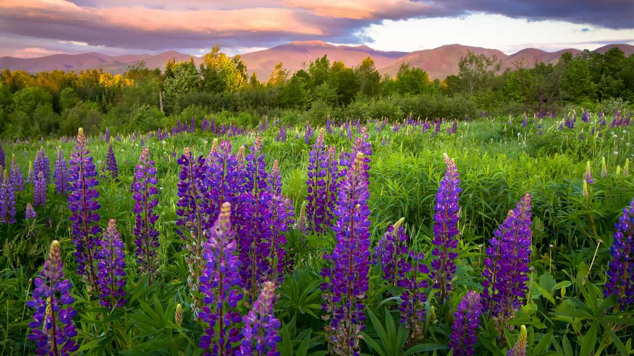 

Картина на холсте 60x110 LinxOne "Природа, пейзаж, натура, флора