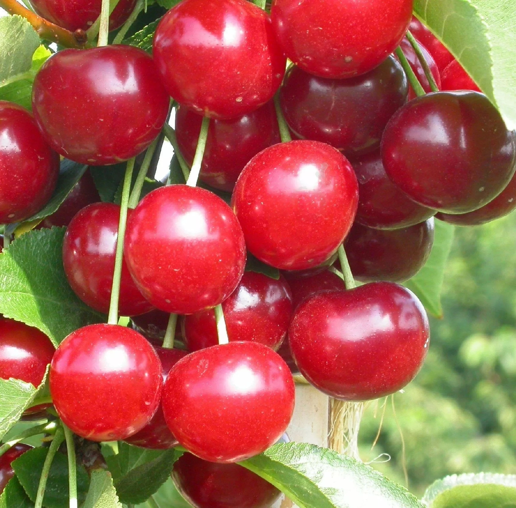 

Вишня Игрицкая