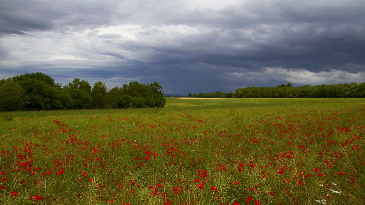 

Картина на холсте 60x110 LinxOne "Природа, пейзаж, натура, флора