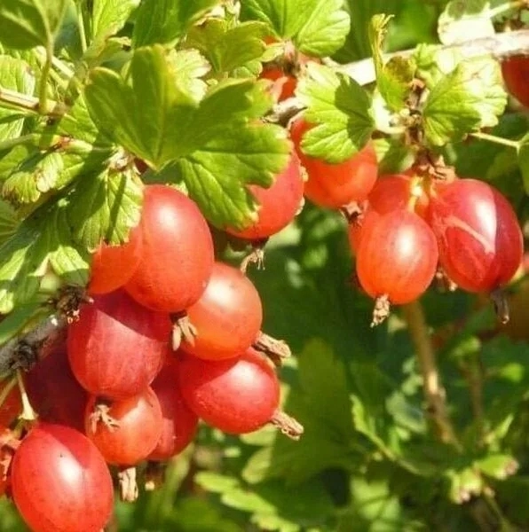 

Крыжовник Машека