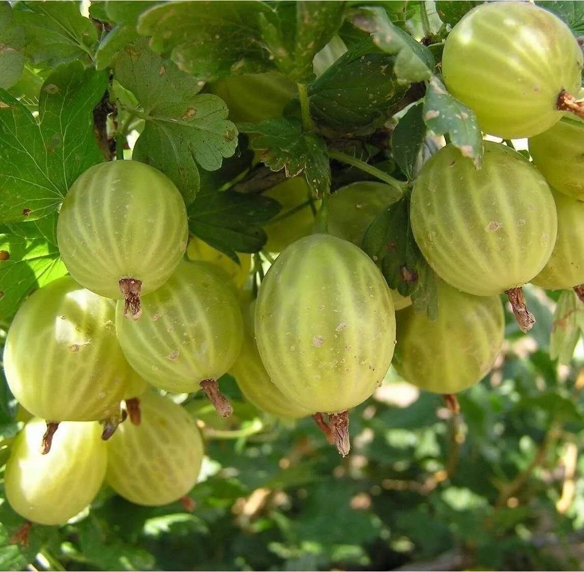 

Крыжовник Шалун
