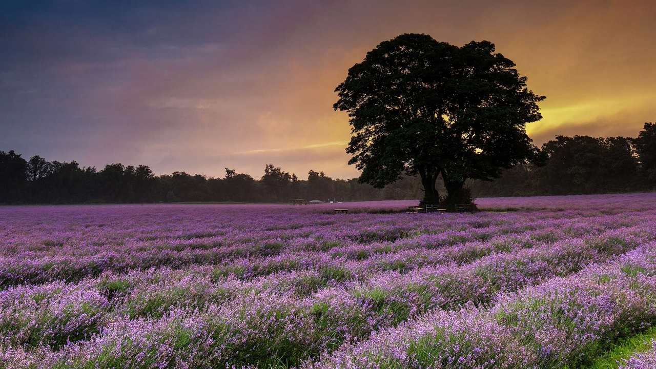 

Картина на холсте 60x110 LinxOne "Природа, пейзаж, натура, флора