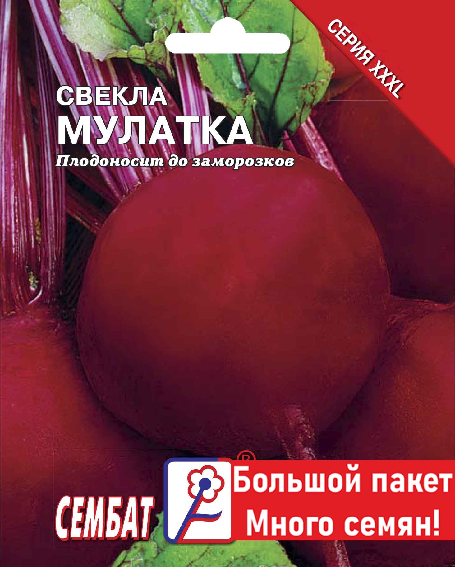 Свекла мулатка описание отзывы фото