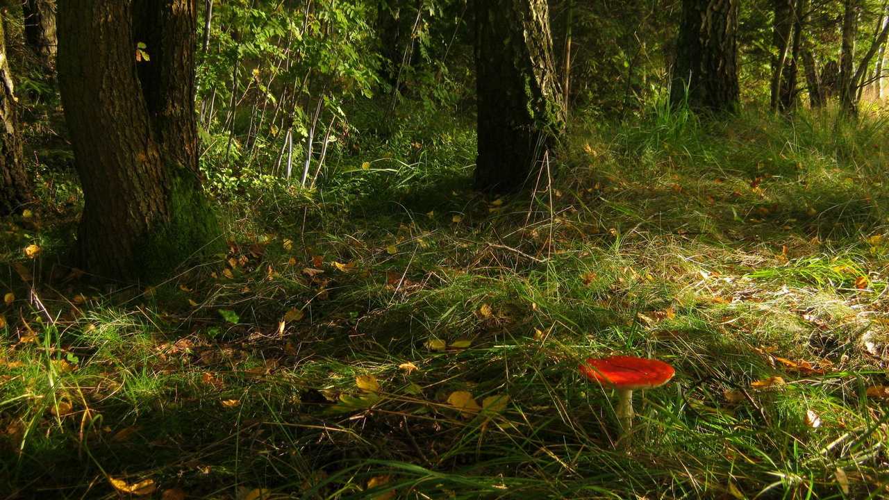 

Картина на холсте 60x110 LinxOne "Природа, пейзаж, натура, флора