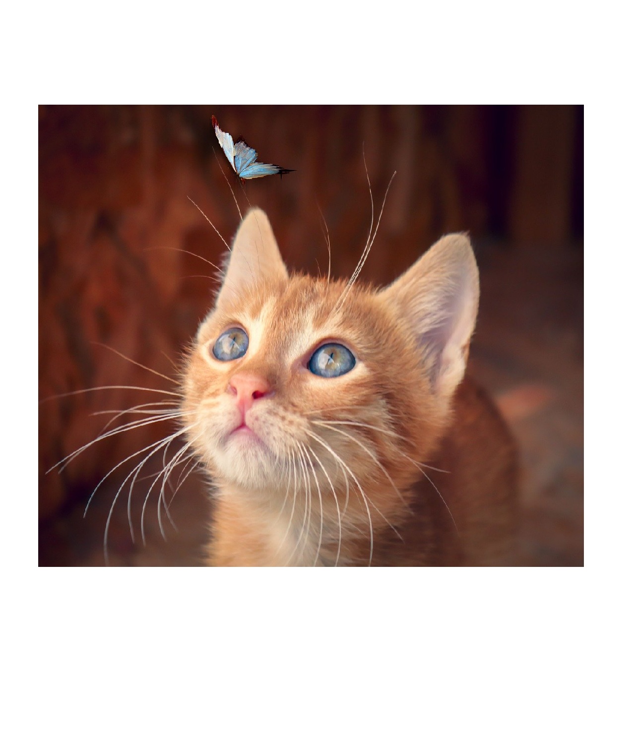 

Алмазная мозаика картина стразами Котёнок с бабочкой, 15х20 см 50830 116963, Котенок с бабочкой