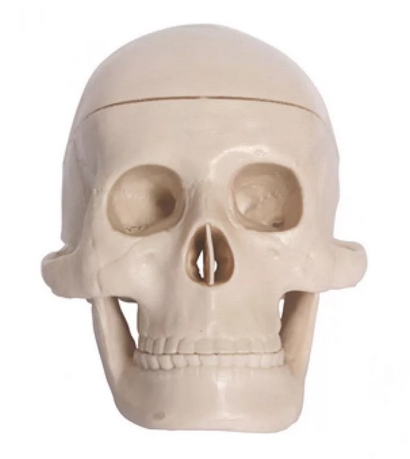 

Набор для исследований Анатомия черепа