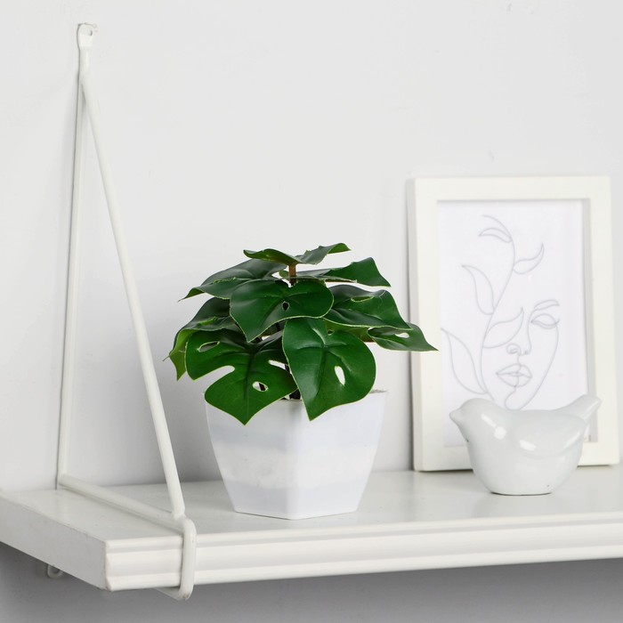 

Бонсай в горшке "Монстера крупнолистовая" 7х13 см, Зеленый