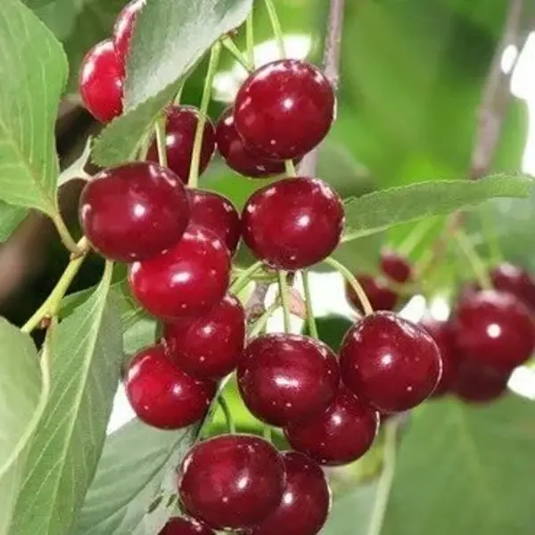 

Вишня Любская