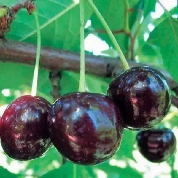 

Вишня Харитоновская