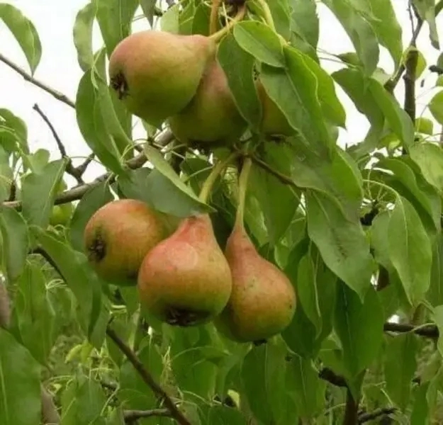 

Груша Бере русская