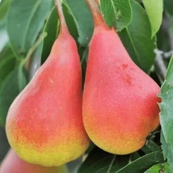 

Груша Нарядная Ефимова