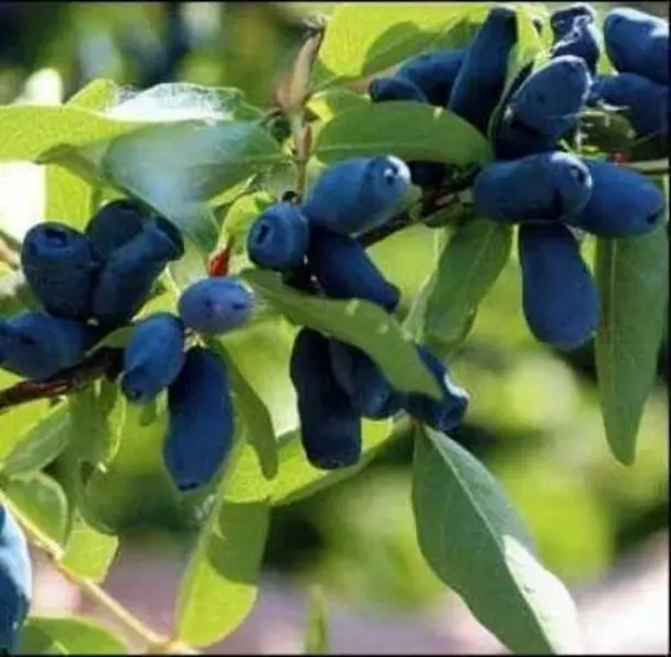 

Жимолость Лазурная