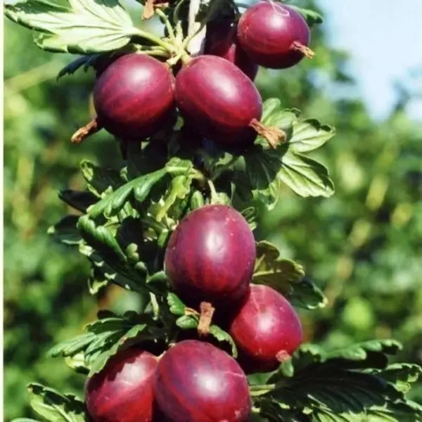 

Крыжовник Сириус (Гулливер)