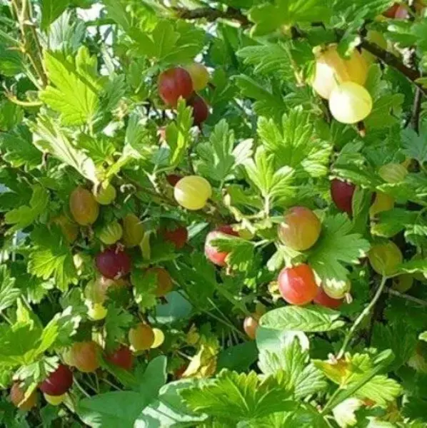 

Крыжовник Русский