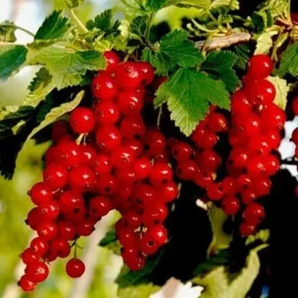 

Смородина Голландская красная