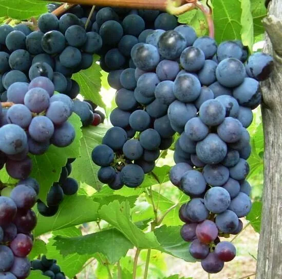

Виноград плодовый Надежда Азос