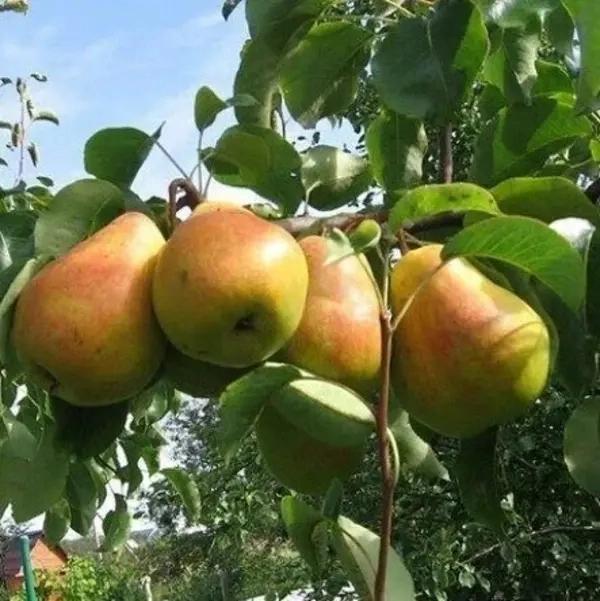 

Груша Кафедральная