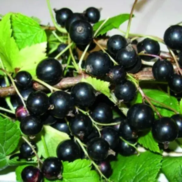 

Смородина черная Ядреная