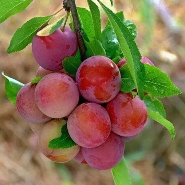 

Алыча Кубанская комета