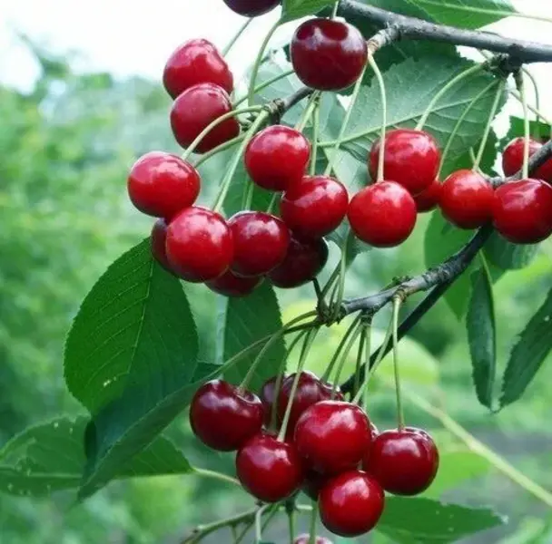 

Вишня Молодежная