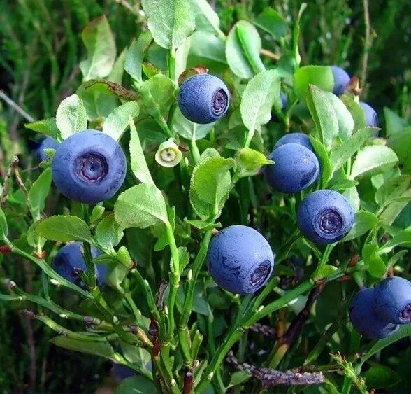 

Черника (Vaccnium myrtllus)
