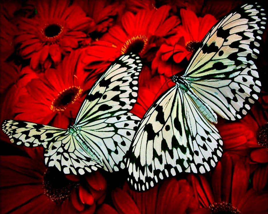 фото Картина по номерам вангогвомне белые бабочки, 40x50