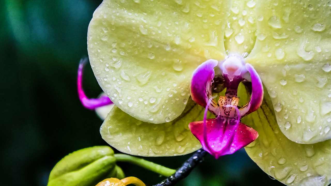 

Картина на холсте 60x110 LinxOne "Природа, пейзаж, натура, флора