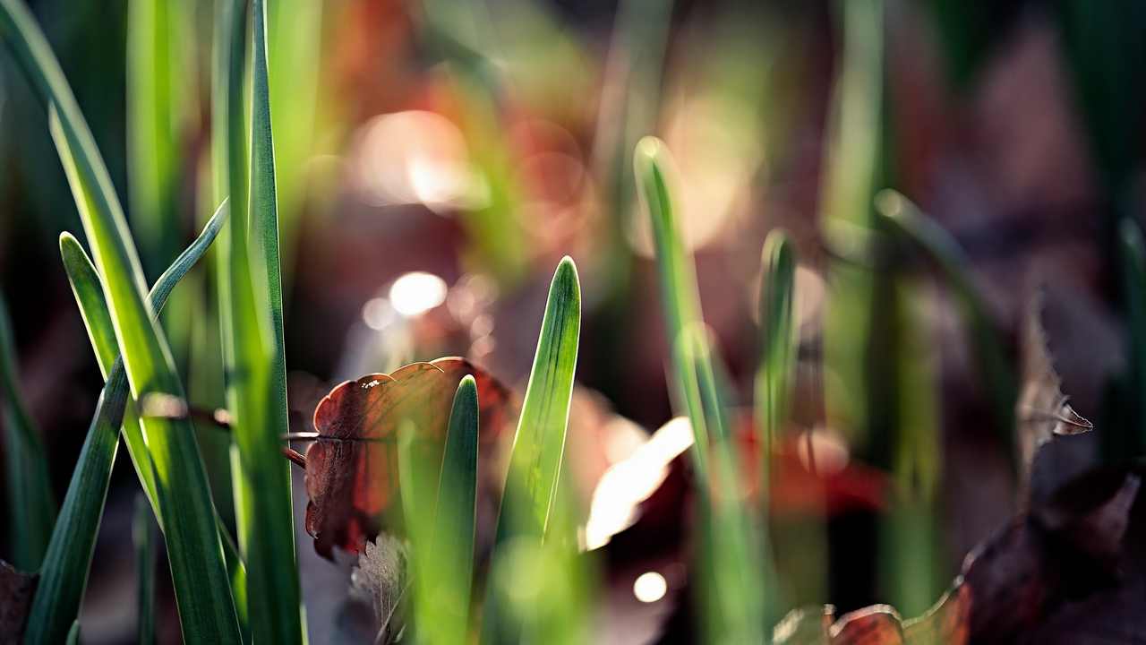 

Картина на холсте 60x110 LinxOne "Природа, пейзаж, натура, флора