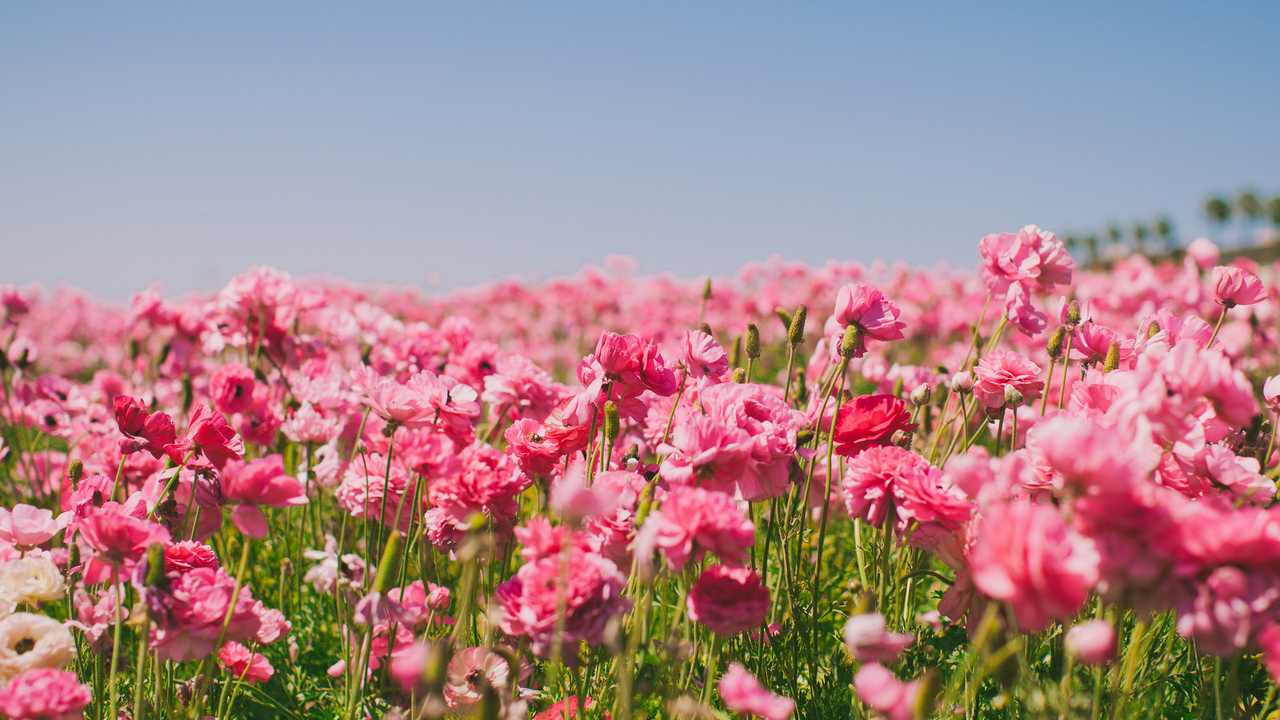 

Картина на холсте 60x110 LinxOne "Природа, пейзаж, натура, флора