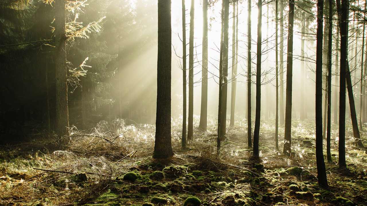 

Картина на холсте 60x110 LinxOne "Природа, пейзаж, натура, флора