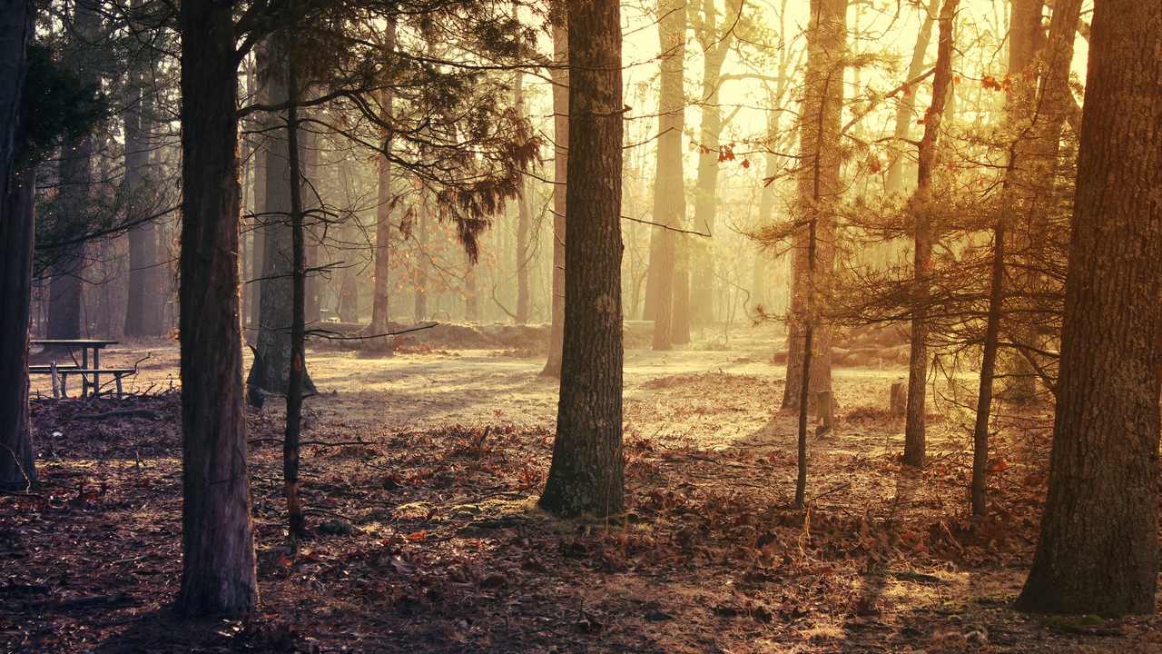 

Картина на холсте 60x110 LinxOne "Природа, пейзаж, натура, флора