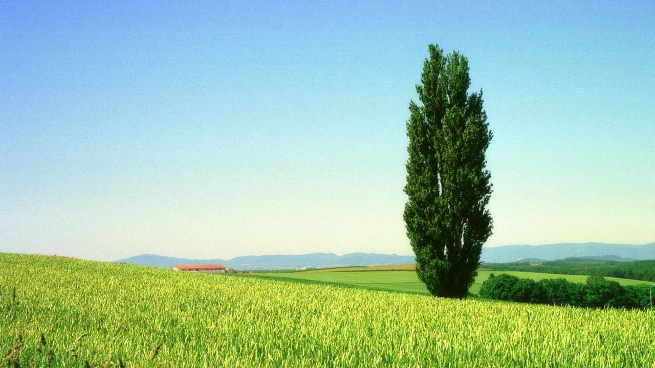 

Картина на холсте 60x110 LinxOne "Природа, пейзаж, натура, флора