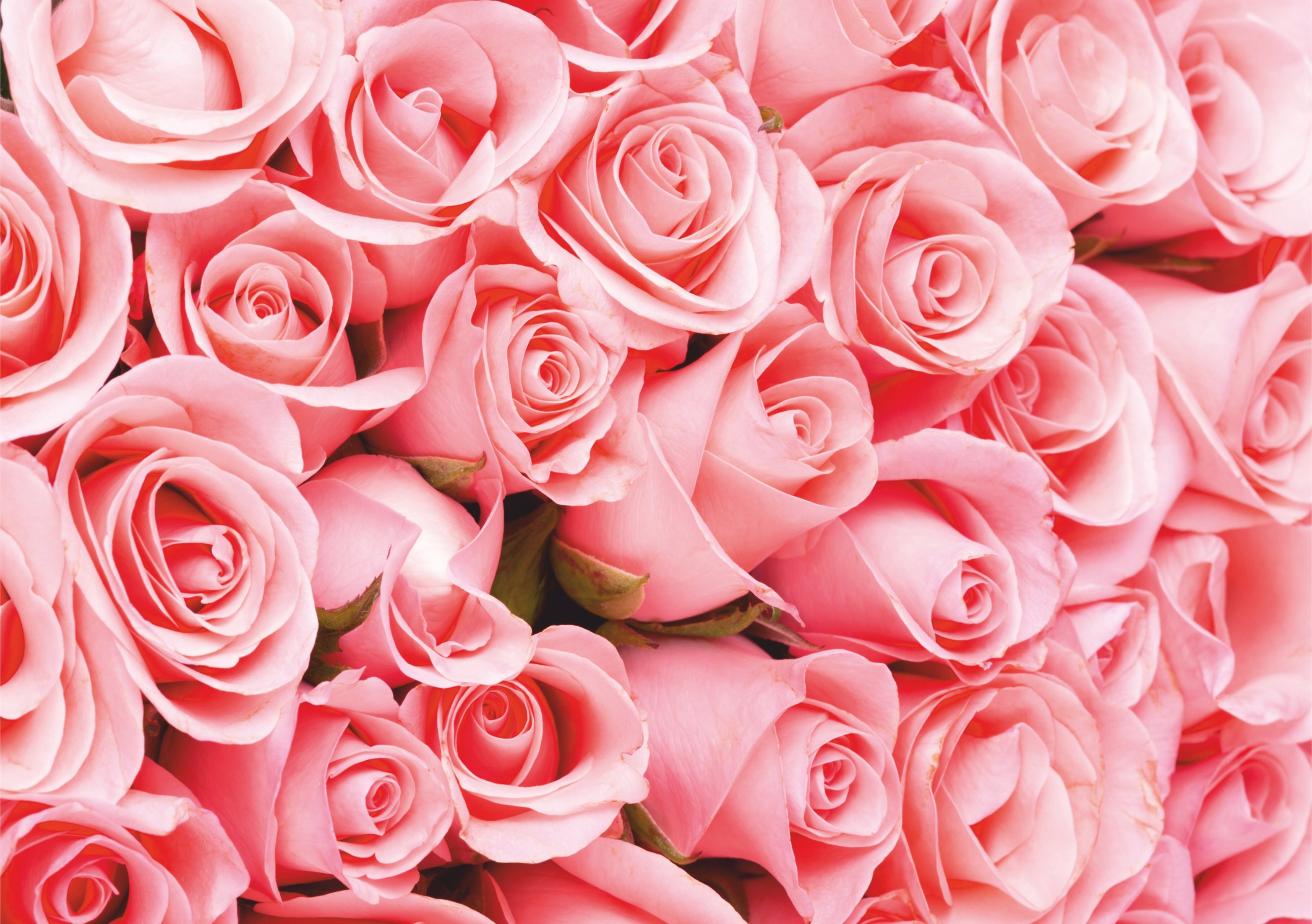 Фотообои Симфония Романтика К-116в блок с липким краем 76 мм х 76 мм 80 листов пастель розовый