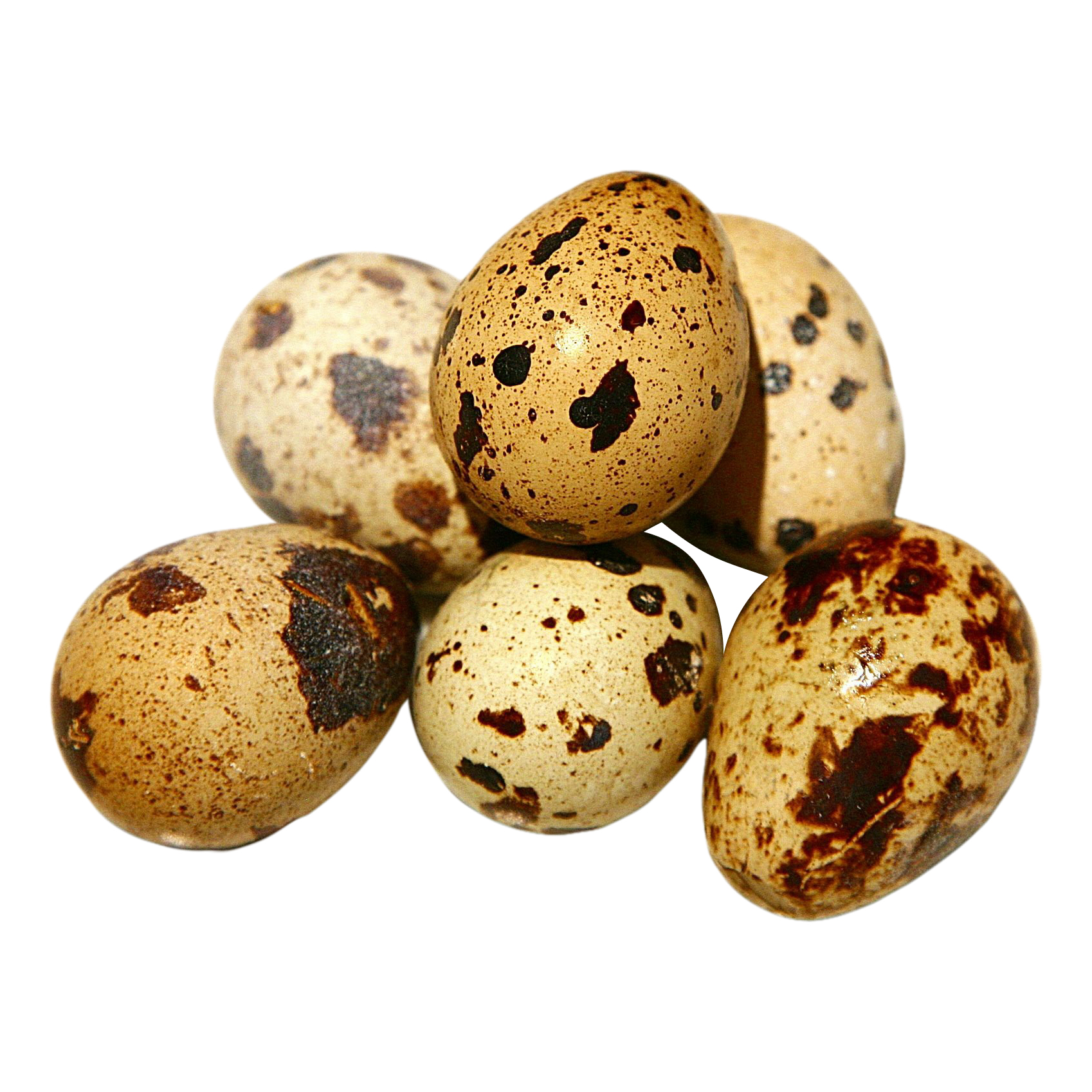 

Яйцо перепелиное 20 шт