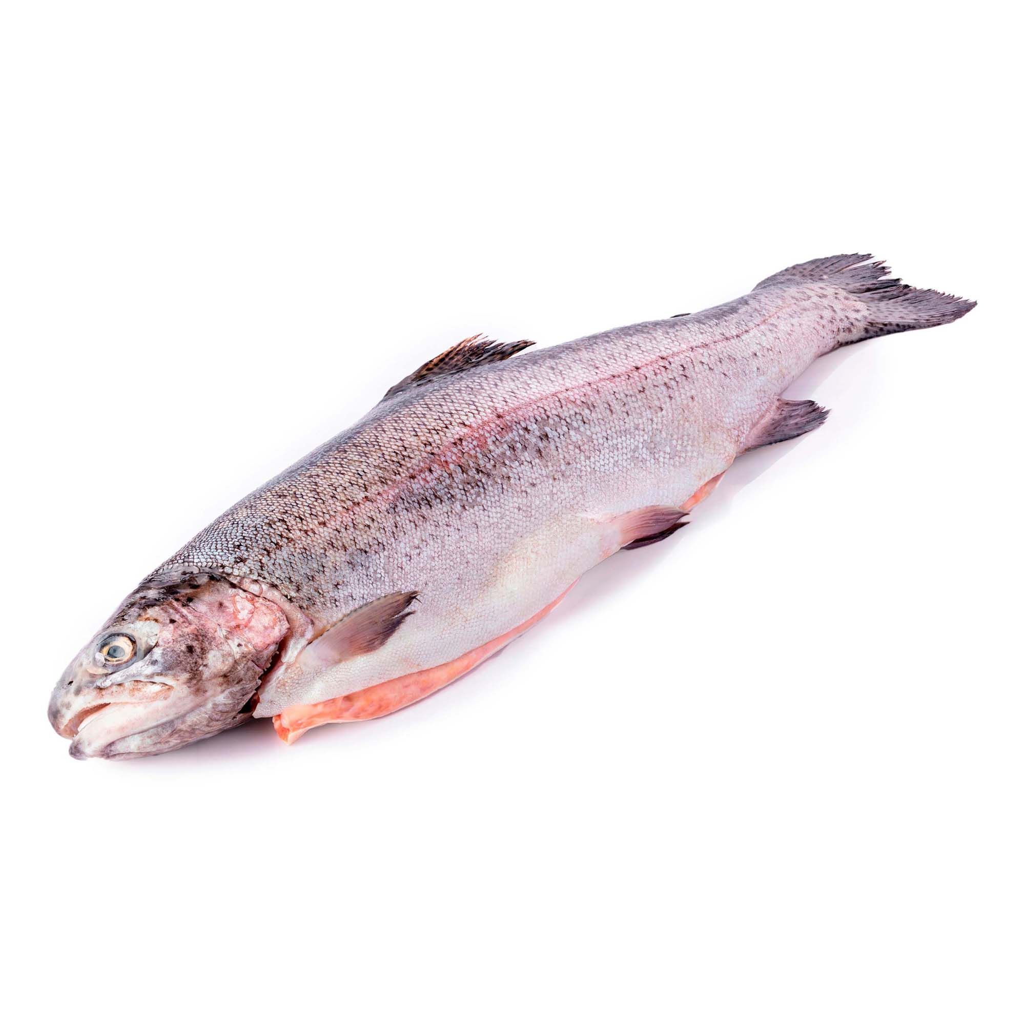 

Форель замороженная с головой тушка ~4,5 кг