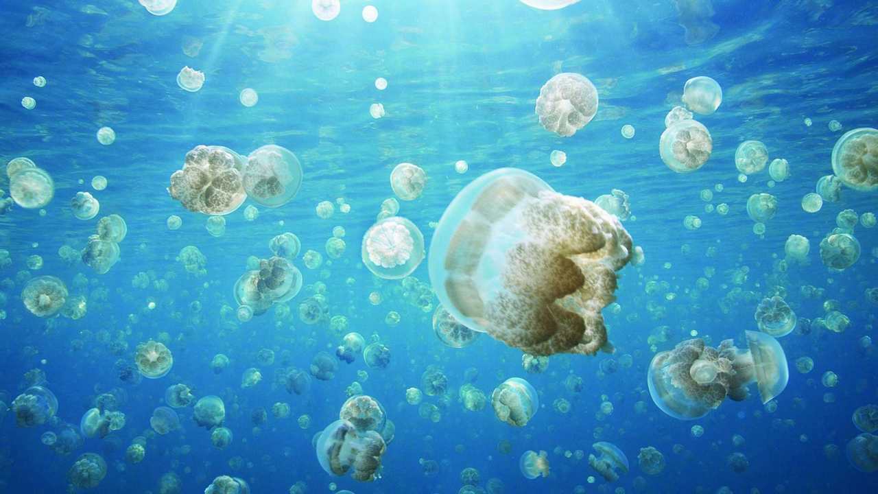 

Картина на холсте 60x110 LinxOne "Природа, пейзаж, натура, флора
