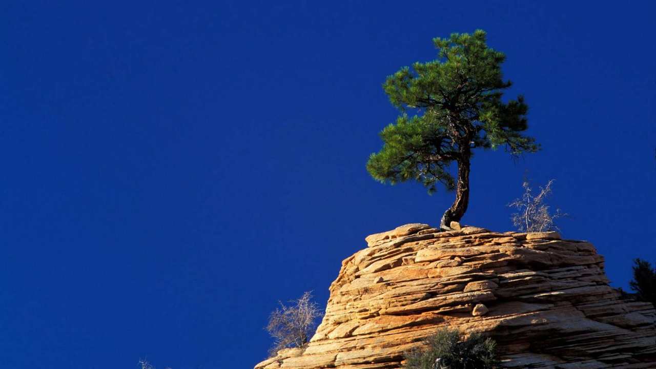 

Картина на холсте 60x110 LinxOne "Природа, пейзаж, натура, флора
