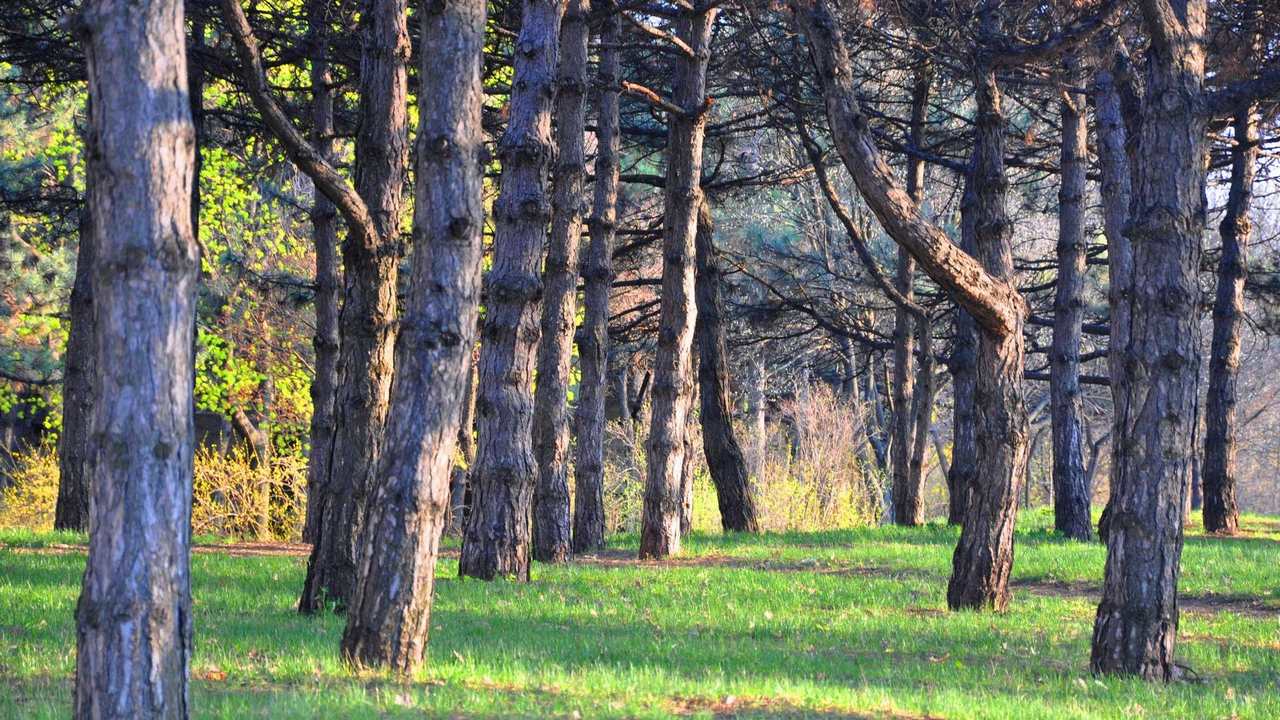 

Картина на холсте 60x110 LinxOne "Природа, пейзаж, натура, флора
