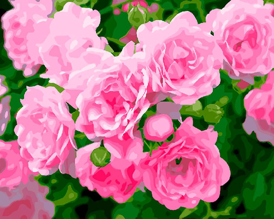 Живопись по номерам Цветной Кустовая роза 40x50