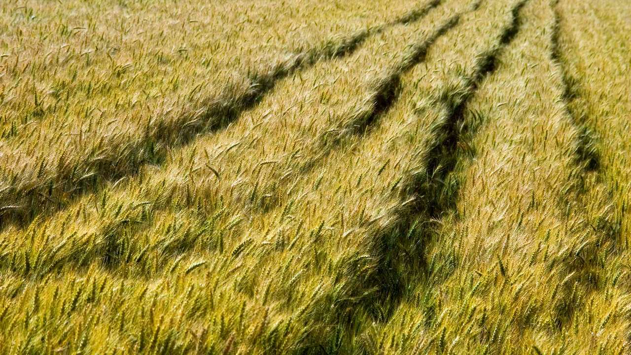 

Картина на холсте 60x110 LinxOne "Природа, пейзаж, натура, флора